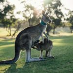 Vancouver to Adelaide, Australia cheap flights deals